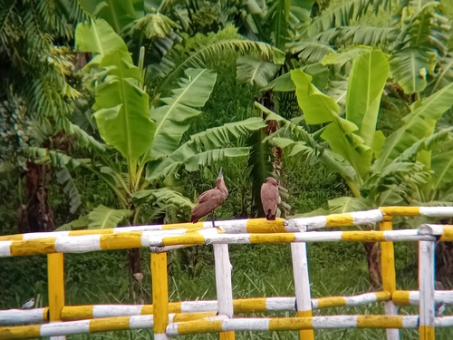 Hamerkop