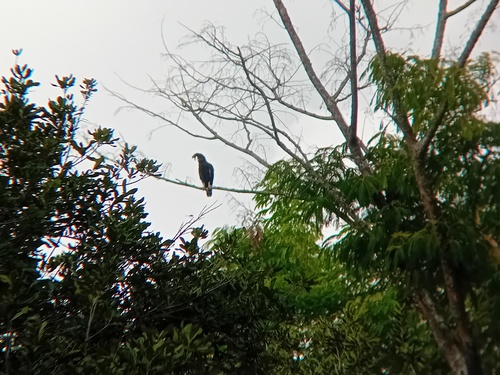 Long-crested Eagle