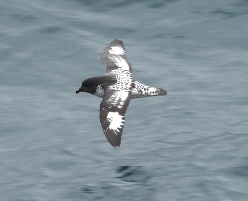 Petrel damero (Daption capense)