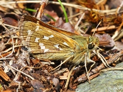Hesperia comma laurentina
