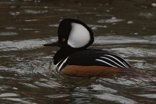 iNaturalist observation photo of Hooded Merganser
