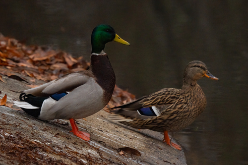 iNaturalist observation photo of Mallard