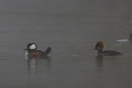 iNaturalist observation photo of Hooded Merganser