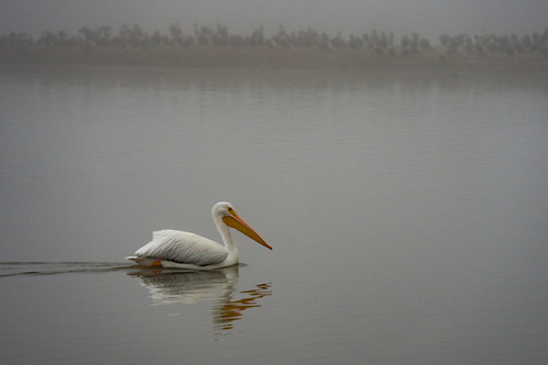 iNaturalist observation photo of American White Pelican