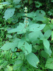 Stachys nuttallii