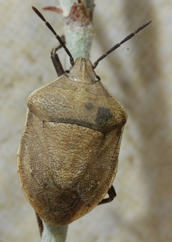 Hymenarcys crassa