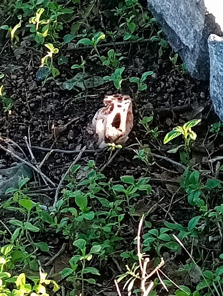 Clathrus argentinus · January 2025 · photo: © tomascarper (iNaturalist, cc-by)
