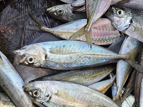 Rough scad (Trachurus lathami) — Carangidae