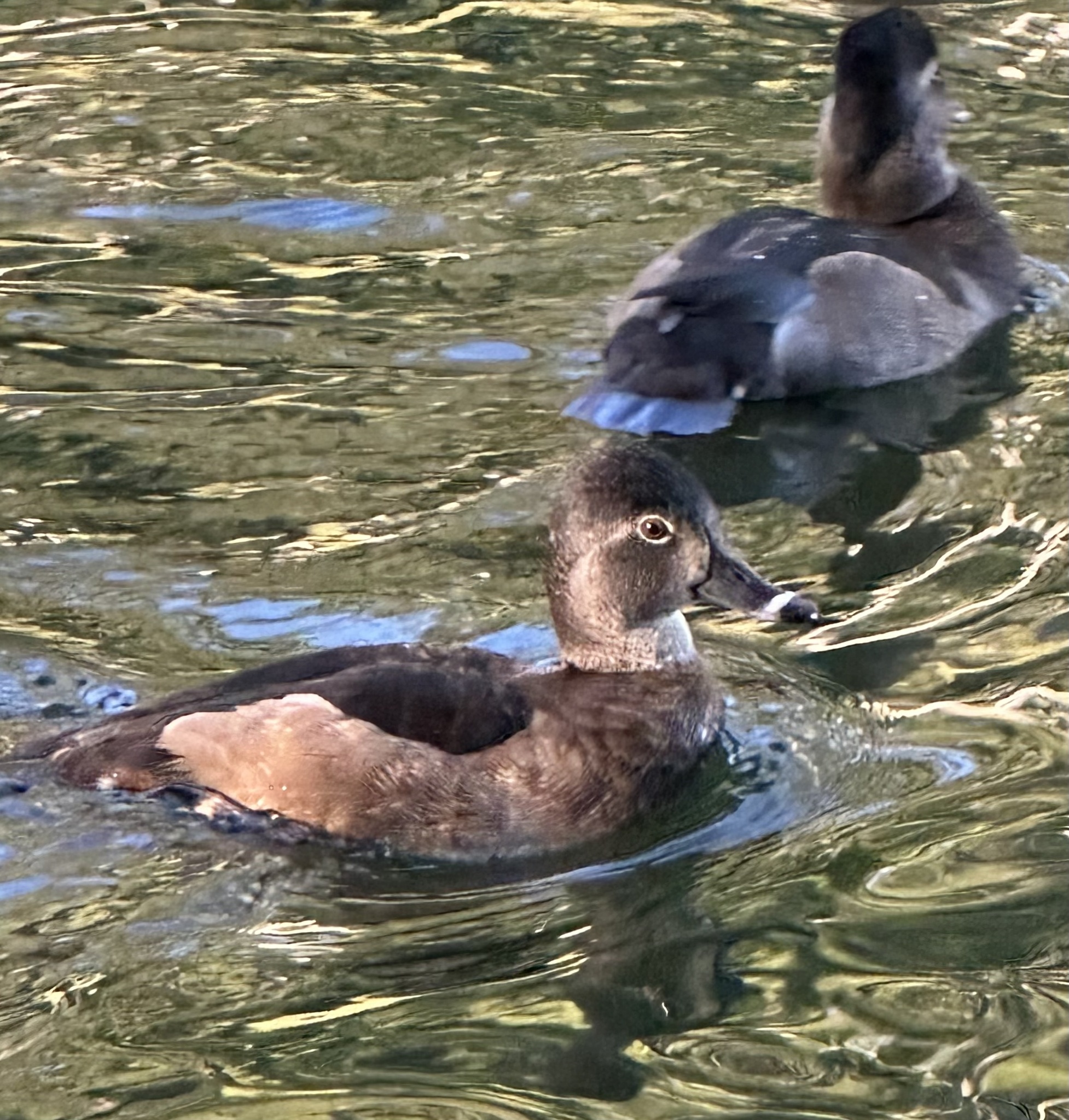 Ring-necked Duck (Aythya collaris)