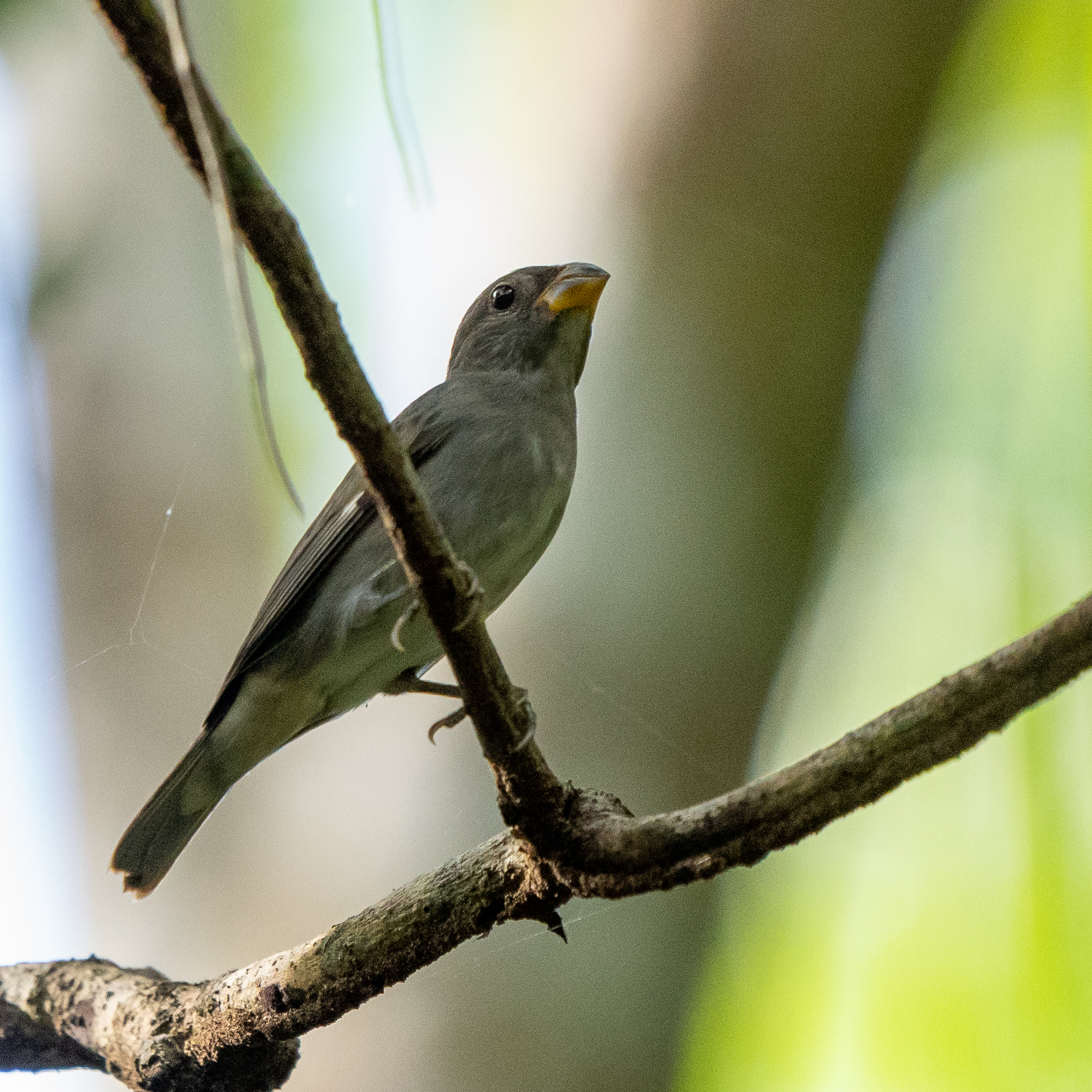 Slate-colored Seedeater (Sporophila schistacea), photo 7