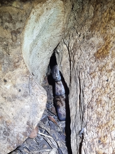 Spotted Python sighting