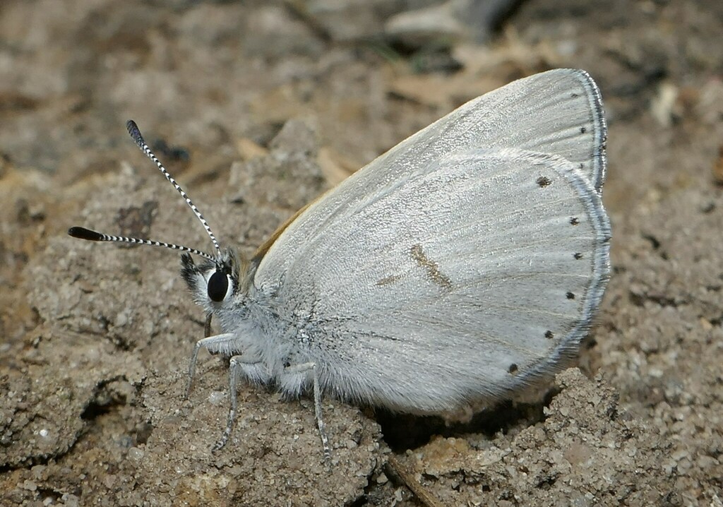 Golden-rayed Blue