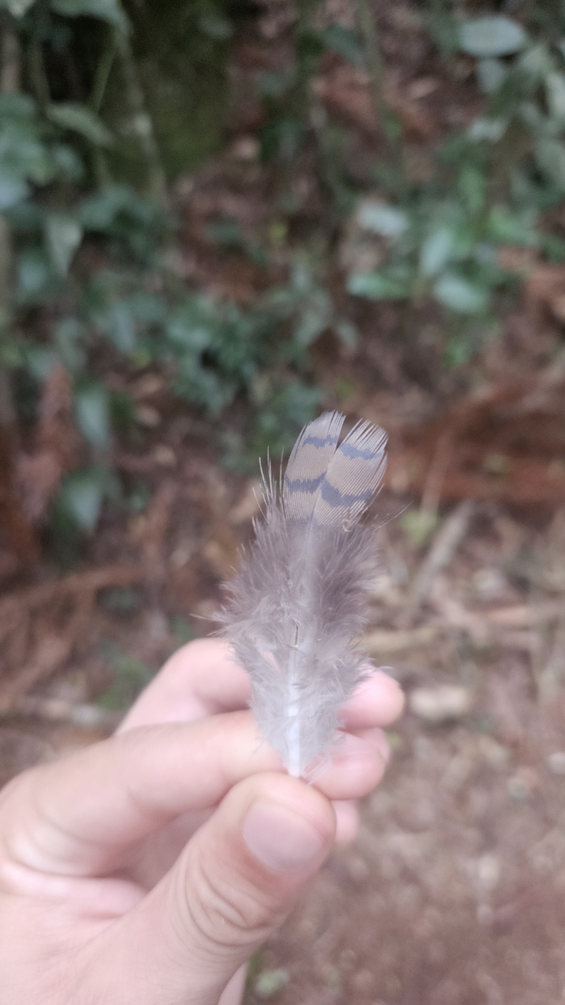 Solitary Tinamou (Tinamus solitarius), photo 8