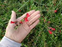 Gambelia