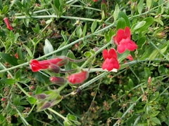 Gambelia