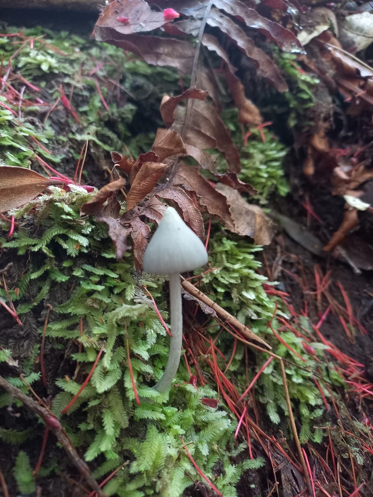 Entoloma canoconicum · January 2025 · photo: © acs123 (iNaturalist, cc0)