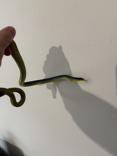 Common Tree Snake sighting