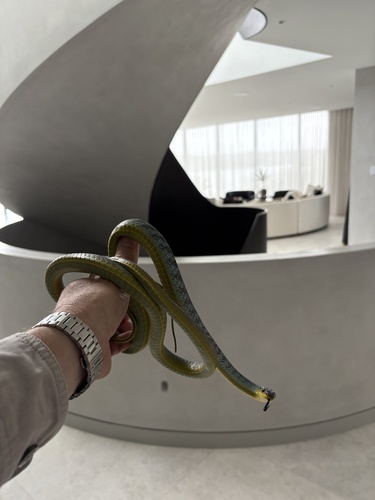 Common Tree Snake sighting