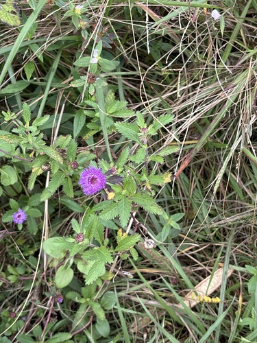 Centratherum punctatum, 2025-01-28