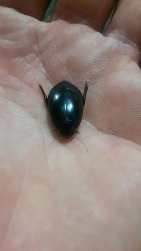 Megadytes laevigatus