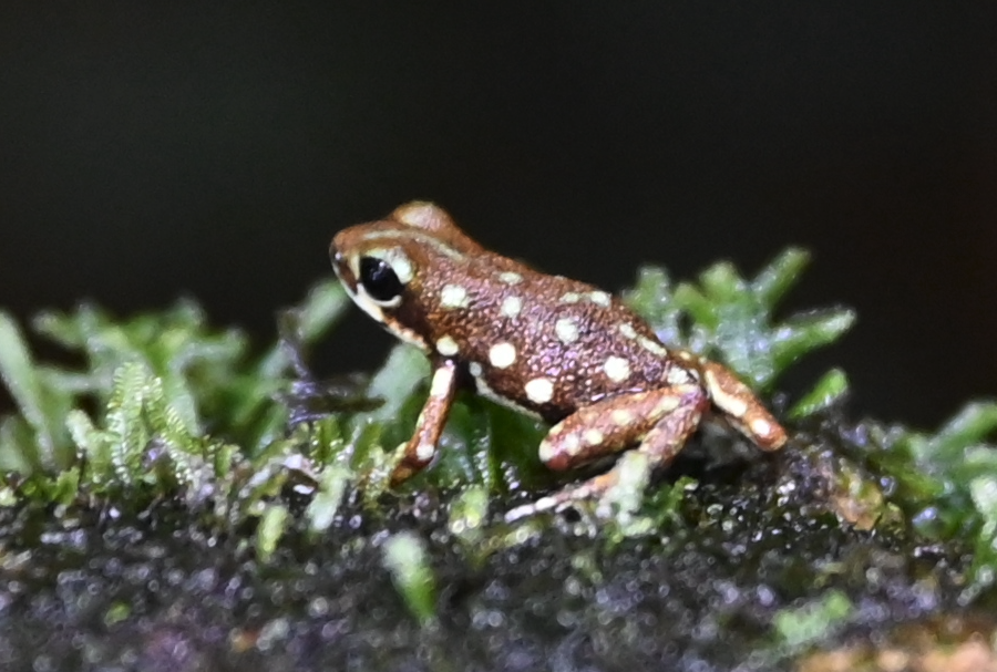 Polkadot Poison Frog (Oophaga arborea)