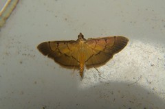 Bacotoma oggalis