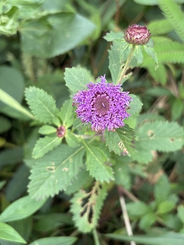 Centratherum punctatum, 2025-01-28