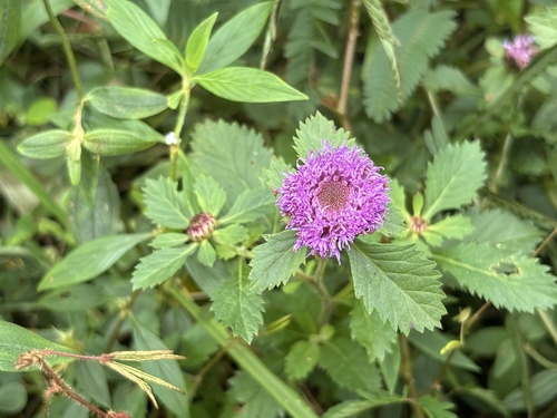 Centratherum punctatum, 2025-01-28