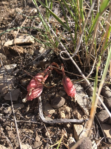 Oregon Bitter-root winter