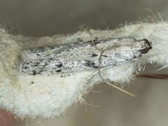 Phycitodes mucidella