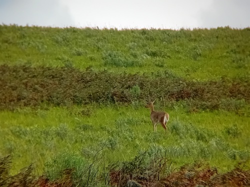 Northern Common Reedbuck