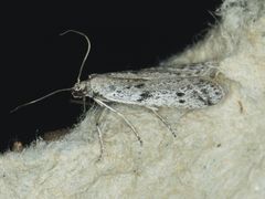 Phycitodes mucidella