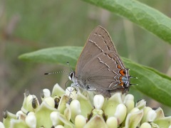 Satyrium favonius autolycus
