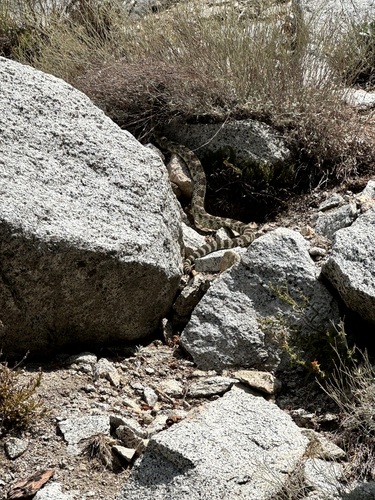 iNaturalist observation photo of Northern Pacific Rattlesnake