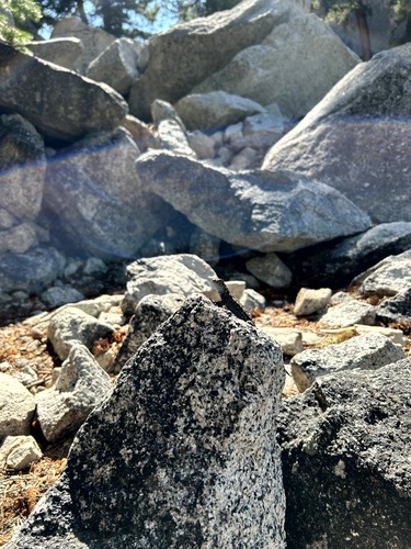 iNaturalist observation photo of Western Fence Lizard