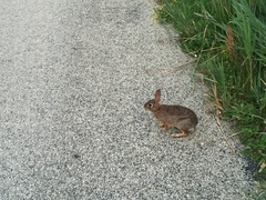 Sylvilagus floridanus