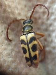 Strophiona tigrina