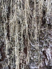 Ramalina thrausta