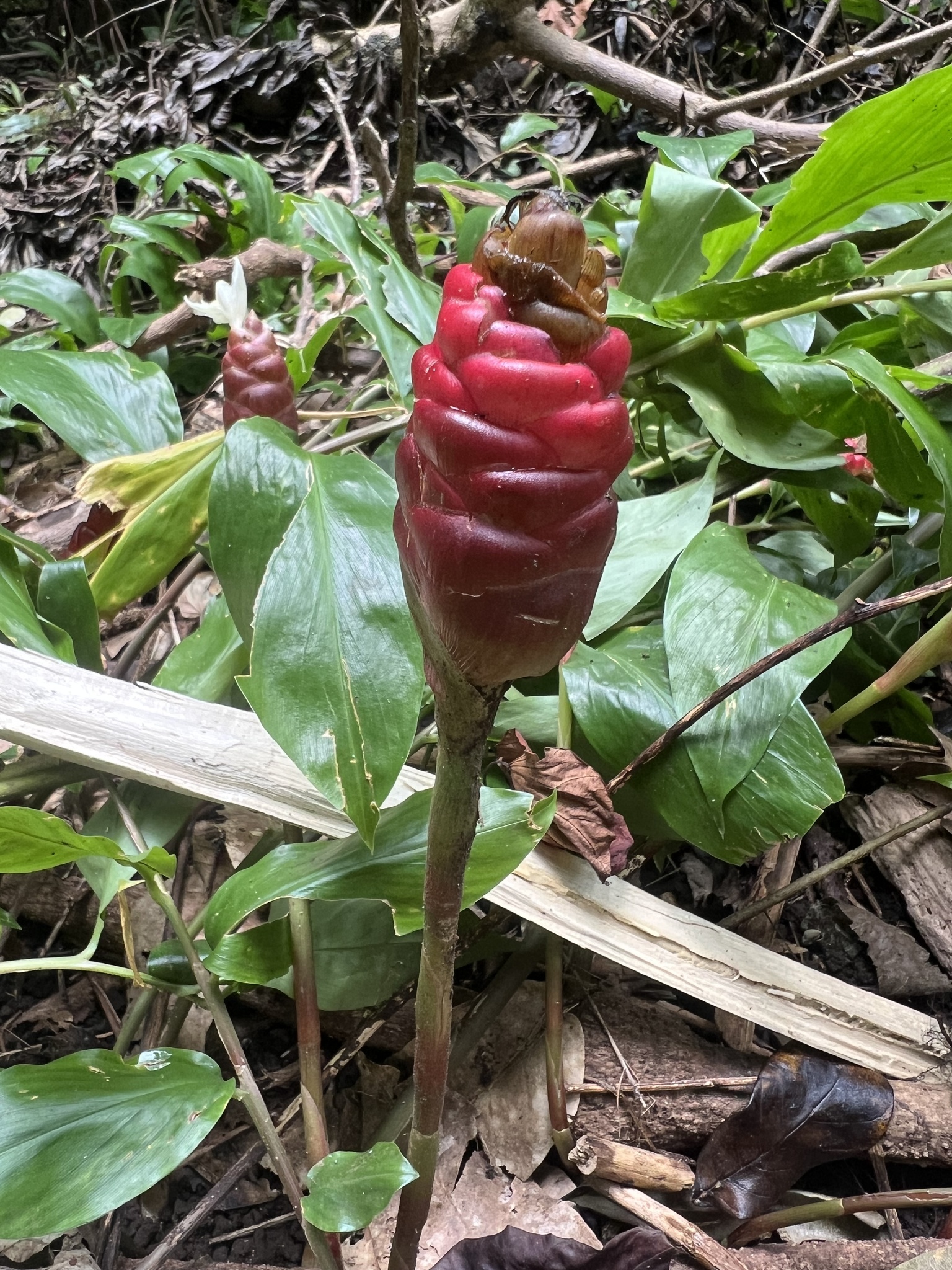 Imagem de Gengibre-amargo