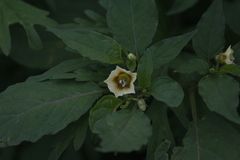 Physalis minima