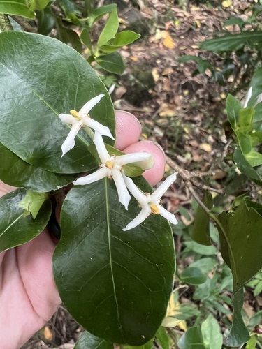 Ixora mooreensis observed 2025-01-28