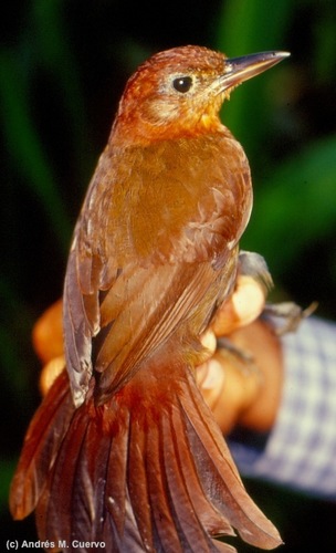 Ruddy Foliage-gleaner