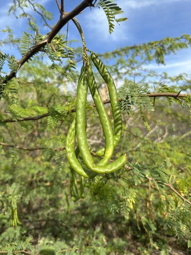 Prosopis juliflora observed 2025-01-28