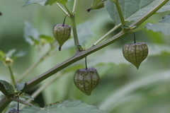 Physalis minima