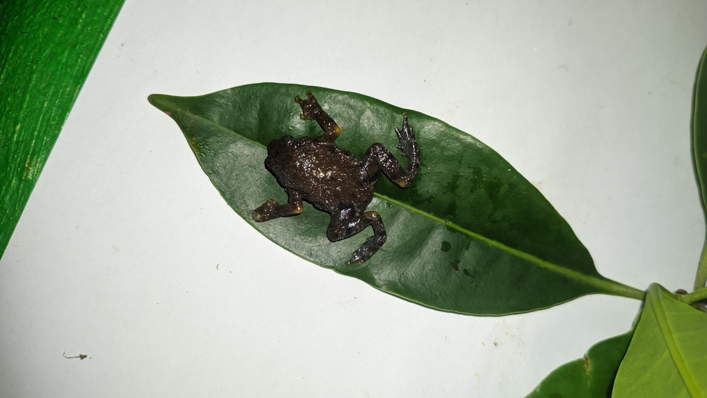 Percil-pohon Sunda (Metaphrynella sundana)