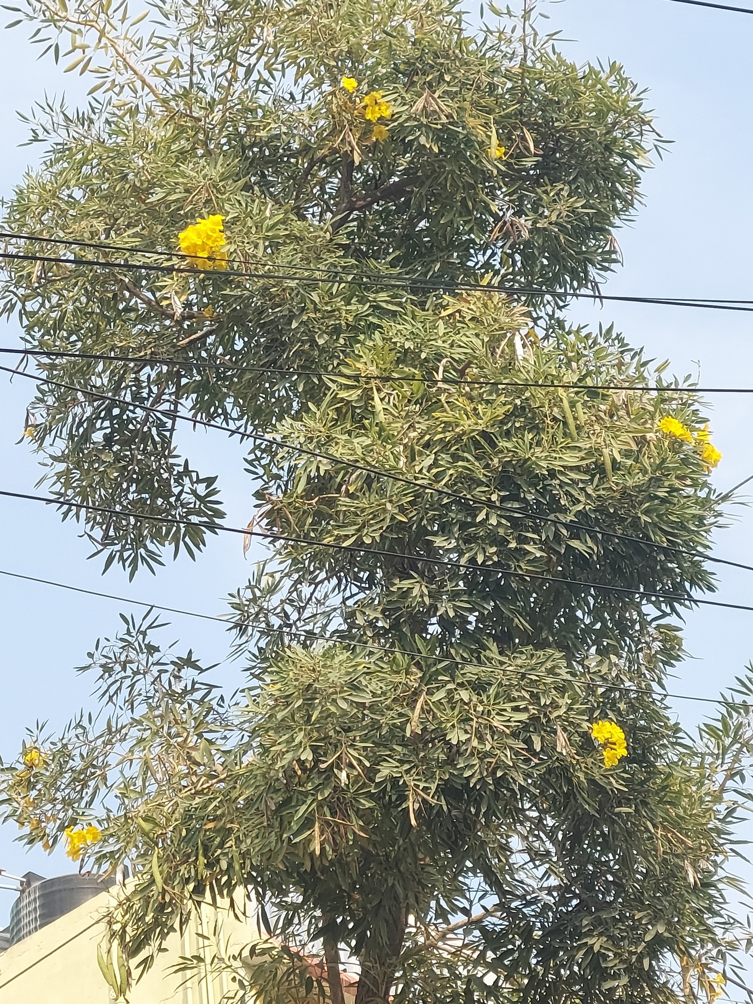 Imagem de Ipê-amarelo