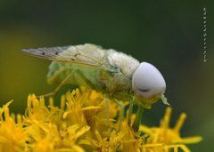 Chlorotabanus crepuscularis