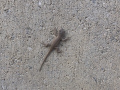 Sceloporus occidentalis