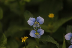 Commelina forskaolii