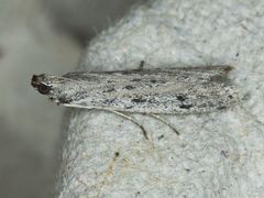 Phycitodes mucidella